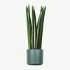 Dracaena Lisa
