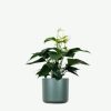 Aralia Ming