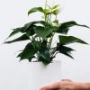 Golden Pothos Pole：圖片 2