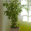 Aralia Ming：圖片 2