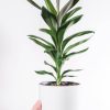 Dracaena Lisa：圖片 2