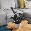 Calathea Rufibarba：圖片 2